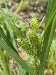 Carex frankii
