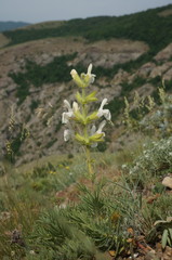 Salvia scabiosifolia