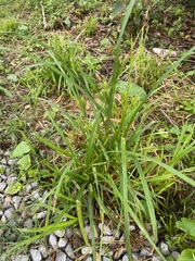 Carex frankii