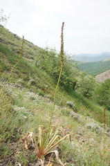 Eremurus spectabilis