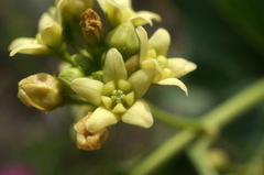 Vincetoxicum jailicola