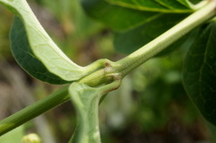 Vincetoxicum jailicola