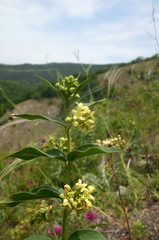 Vincetoxicum jailicola