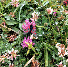 Zygaena trifolii
