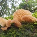 Auricularia delicata - Photo (c) chong_ren_huang_paul, μερικά δικαιώματα διατηρούνται (CC BY-NC)