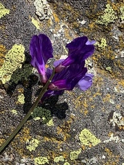 Vicia onobrychioides