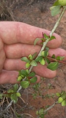Commiphora glandulosa
