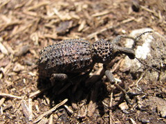 Bronchus tenuegranosus