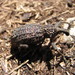 Bronchus tenuegranosus - Photo (c) Zarek Cockar,  זכויות יוצרים חלקיות (CC BY-NC), הועלה על ידי Zarek Cockar