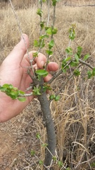 Commiphora glandulosa