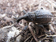 Bronchus tenuegranosus