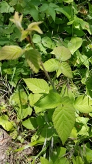 Rubus ursinus macropetalus