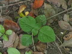 Asystasia gangetica