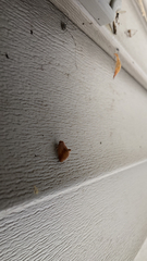 Tortricidia testacea