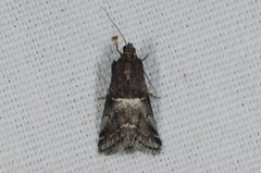 Acrobasis marmorea