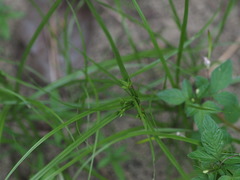 Cyperus compressus