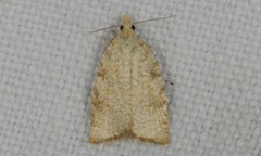 Aleimma loeflingiana