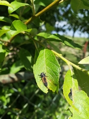 Harmonia axyridis