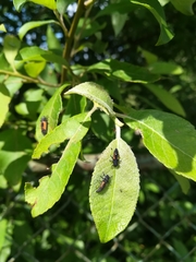 Harmonia axyridis