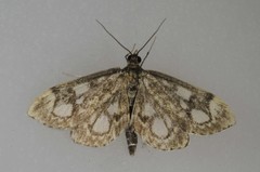 Anania coronata