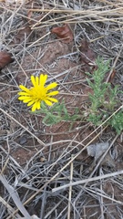 Hirpicium bechuanense