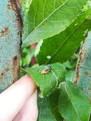 Harmonia axyridis