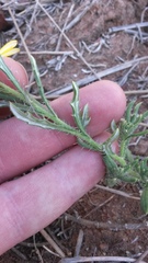 Hirpicium bechuanense