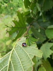 Harmonia axyridis