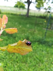 Harmonia axyridis