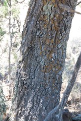 Quercus emoryi