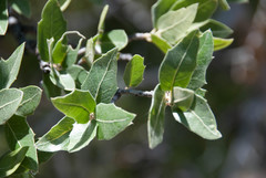 Quercus emoryi