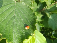 Harmonia axyridis