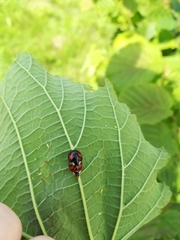 Harmonia axyridis