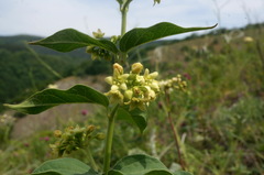 Vincetoxicum jailicola