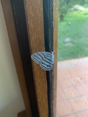 Cepheuptychia cephus