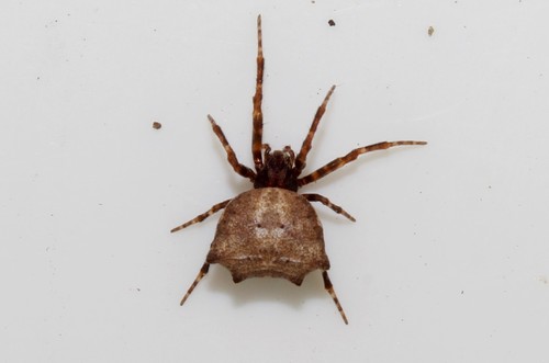 Glyptogona sextuberculata · iNaturalist