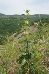 Vincetoxicum jailicola