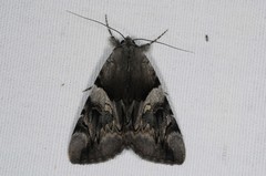 Catocala fulminea