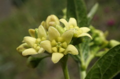 Vincetoxicum jailicola