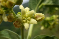 Vincetoxicum jailicola