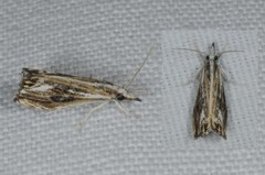 Catoptria verellus
