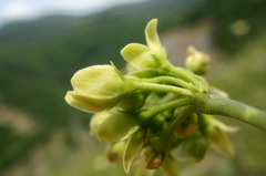 Vincetoxicum jailicola