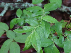 Dasysyrphus intrudens