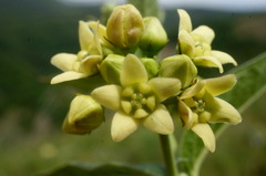 Vincetoxicum jailicola