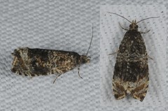 Syricoris lacunana