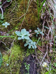 Phedimus subcapitatum