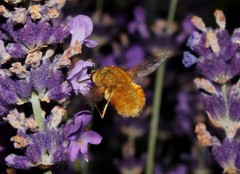 Bombylius fulvescens