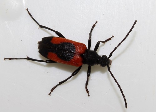 heart longhorn beetle
