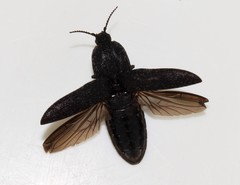 Lacon punctatus
