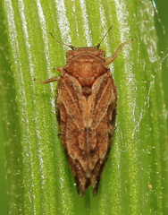 Syringilla humerosa